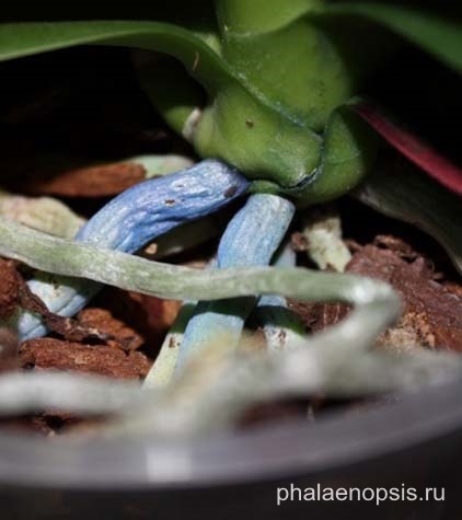 Kék vagy világoskék színű phalaenopsis