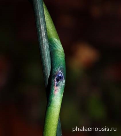 Albastru sau albastru phalaenopsis vopsite