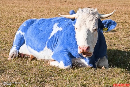 Vaca albastră nu este un basm