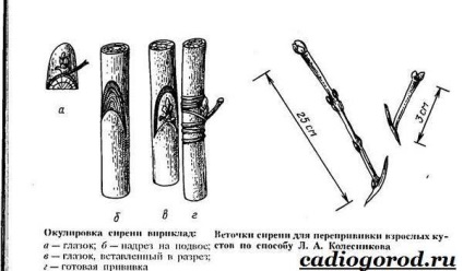 Lila Ordinară