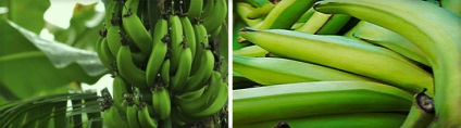 Câte calorii într-o banană 1 bucată (fără coaja, uscată, verde și mini)