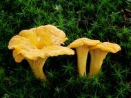 Cum să gătești chanterelles, cum să gătești chanterelles, cum să gătești chanterelles