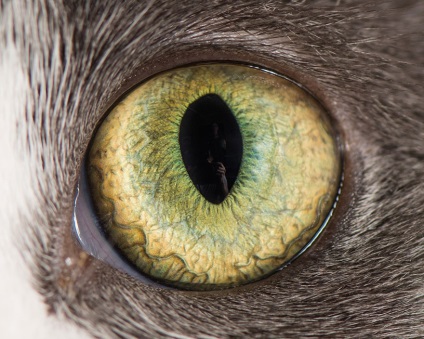 Képek macska szeme vértes a világ képekben