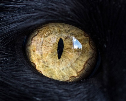 Pisicile sunt aproape, lumea în fotografii
