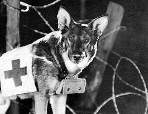 Un câine care la salvat pe Hollywood