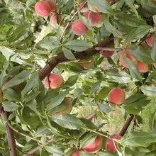 Soiuri de piersici și nectarine ce fel de plantă de piersici (