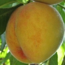 Soiuri de piersici și nectarine ce fel de plantă de piersici (