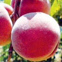 Soiuri de piersici și nectarine ce fel de plantă de piersici (