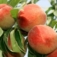 Soiuri de piersici și nectarine ce fel de plantă de piersici (