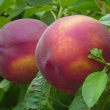 Soiuri de piersici și nectarine ce fel de plantă de piersici (