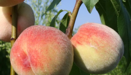 Soiuri de piersici și nectarine ce fel de plantă de piersici (