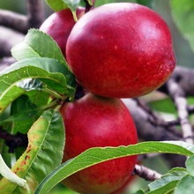 Soiuri de piersici și nectarine ce fel de plantă de piersici (