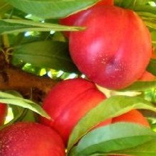 Soiuri de piersici și nectarine ce fel de plantă de piersici (