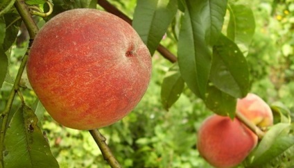 Soiuri de piersici și nectarine ce fel de plantă de piersici (