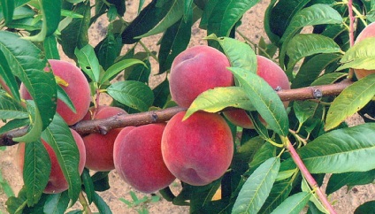 Soiuri de piersici și nectarine ce fel de plantă de piersici (