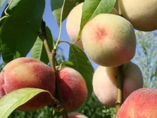 Soiuri de piersici și nectarine ce fel de plantă de piersici (