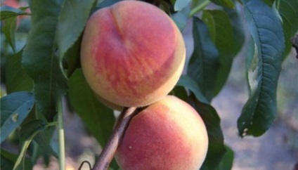 Soiuri de piersici și nectarine ce fel de plantă de piersici (