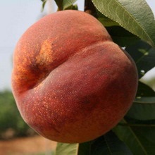 Soiuri de piersici și nectarine ce fel de plantă de piersici (