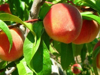 Soiuri de piersici și nectarine ce fel de plantă de piersici (