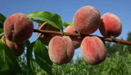 Soiuri de piersici și nectarine ce fel de plantă de piersici (