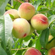 Soiuri de piersici și nectarine ce fel de plantă de piersici (