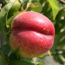 Soiuri de piersici și nectarine ce fel de plantă de piersici (