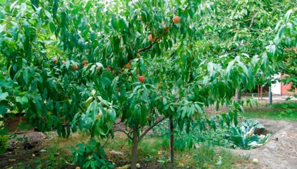 Soiuri de piersici și nectarine ce fel de plantă de piersici (