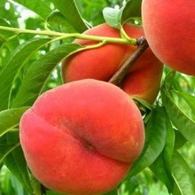 Soiuri de piersici și nectarine ce fel de plantă de piersici (