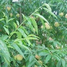 Soiuri de piersici și nectarine ce fel de plantă de piersici (