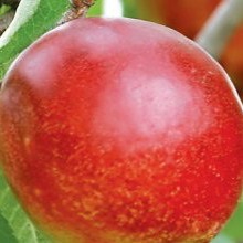 Soiuri de piersici și nectarine ce fel de plantă de piersici (