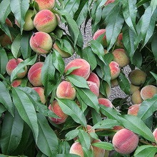 Soiuri de piersici și nectarine ce fel de plantă de piersici (