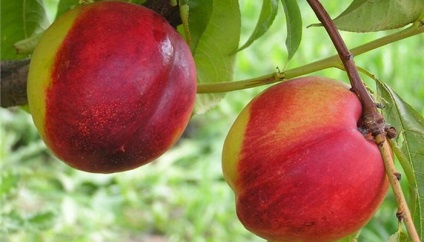 Soiuri de piersici și nectarine ce fel de plantă de piersici (