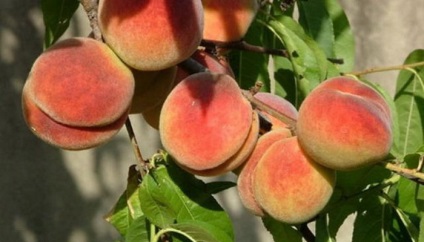 Soiuri de piersici și nectarine ce fel de plantă de piersici (