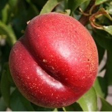 Soiuri de piersici și nectarine ce fel de plantă de piersici (