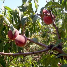 Soiuri de piersici și nectarine ce fel de plantă de piersici (