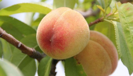 Soiuri de piersici și nectarine ce fel de plantă de piersici (