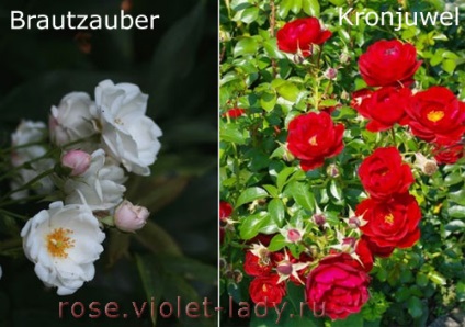 Varietate de trandafiri pentru balcoane și terase