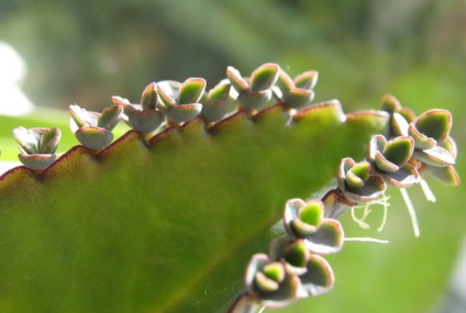 Sfaturi și sfaturi cu privire la îngrijirea și reproducerea de bryophyllum