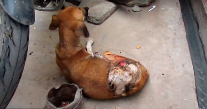 Salvați un câine care a fost turnat cu acid