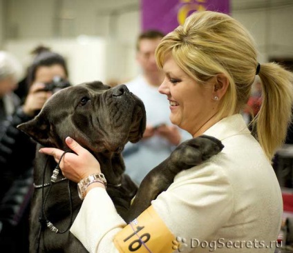 Standard și caracteristici ale Cane Corso