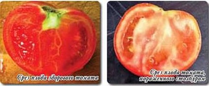 Stolbur de tomate, fitoplasmoză, secrete ale grădinii