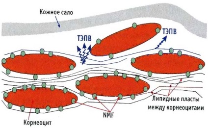 Pielea uscată