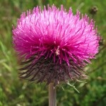 Thistle valoare de ciulin, fotografie și cele mai bune schițe