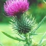 Thistle valoare de ciulin, fotografie și cele mai bune schițe