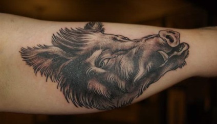 Boar tatuaj (sălbatic) fotografie, sensul și modele de tatuaj