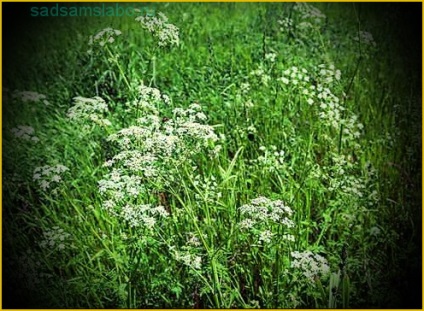 Cumin comun, descriere, fotografie, cultivare, proprietăți medicinale și proprietăți gastronomice