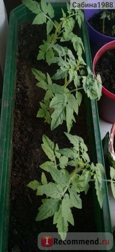 Tomato bonsai de la Gavrish - 