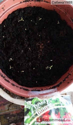 Tomato bonsai de la Gavrish - 