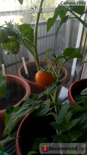 Tomato bonsai de la Gavrish - 