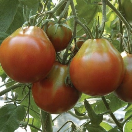 Tomate de soiuri negre și albe de roșii
